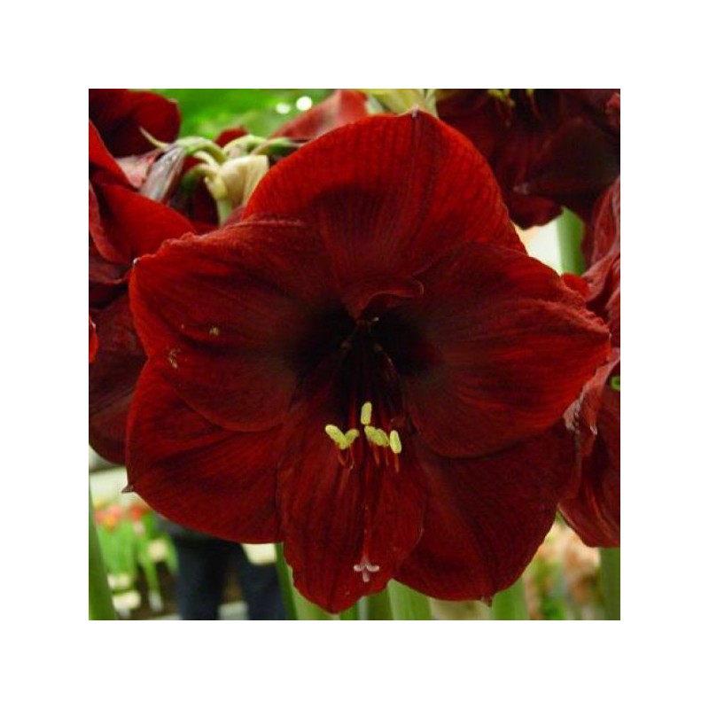 Hippeastum 'Benfica'