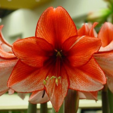 Hippeastrum 'Charisma'