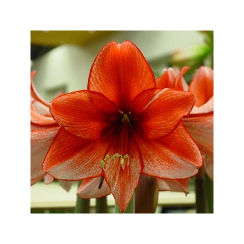 Hippeastrum 'Charisma'