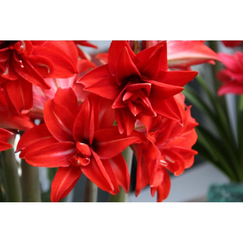 Hippeastrum 'Double Delicious'