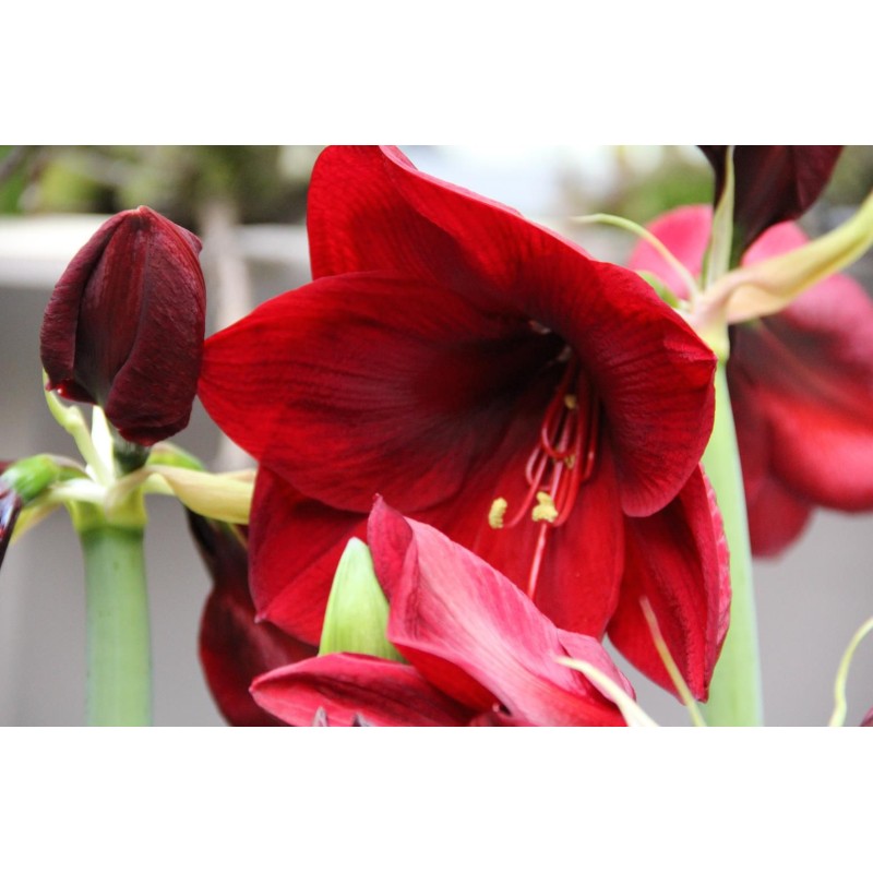Hippeastrum 'Red Lion'