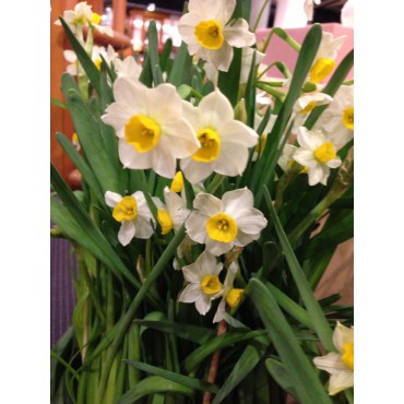Narcissus tazetta 'Chinese Sacred Lily'