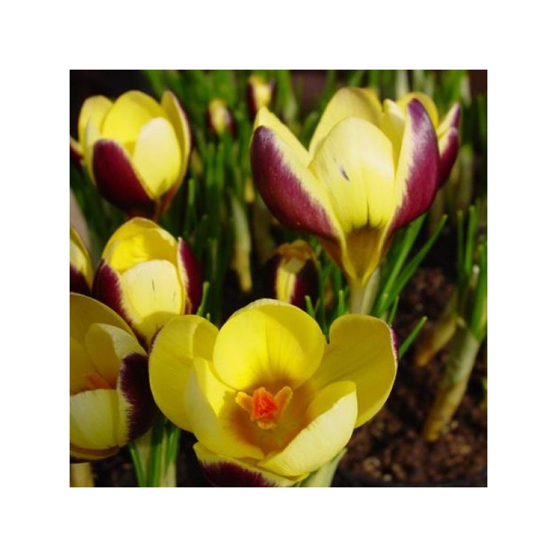 Crocus chrysanthus 'Herald'