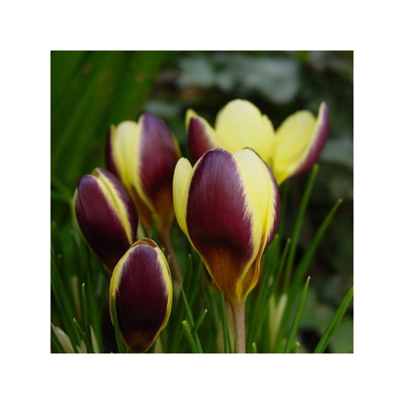 Crocus chrysanthus 'Herald'
