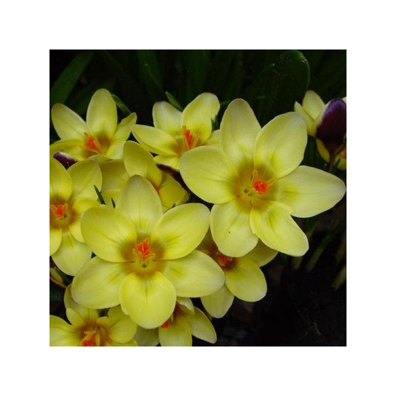 Crocus chrysanthus 'Herald'
