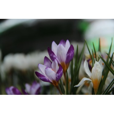 Crocus sieberi 'Hubert Edelsten'