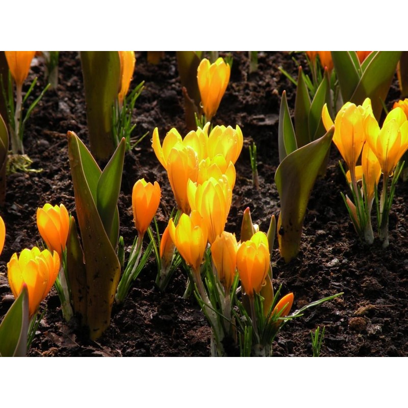 Crocus vernus 'Grote Gele'