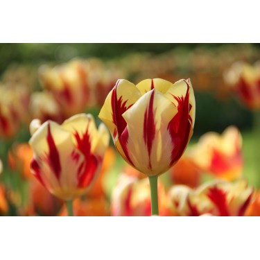 Tulipa 'Grand Perfection'