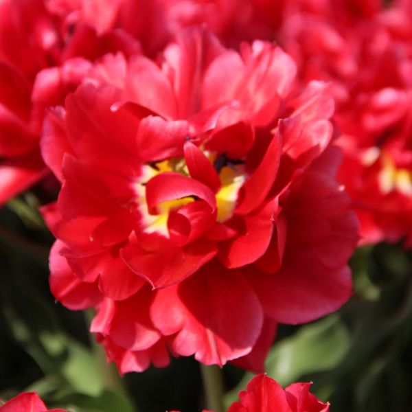 Tulipa 'Caravaggio'