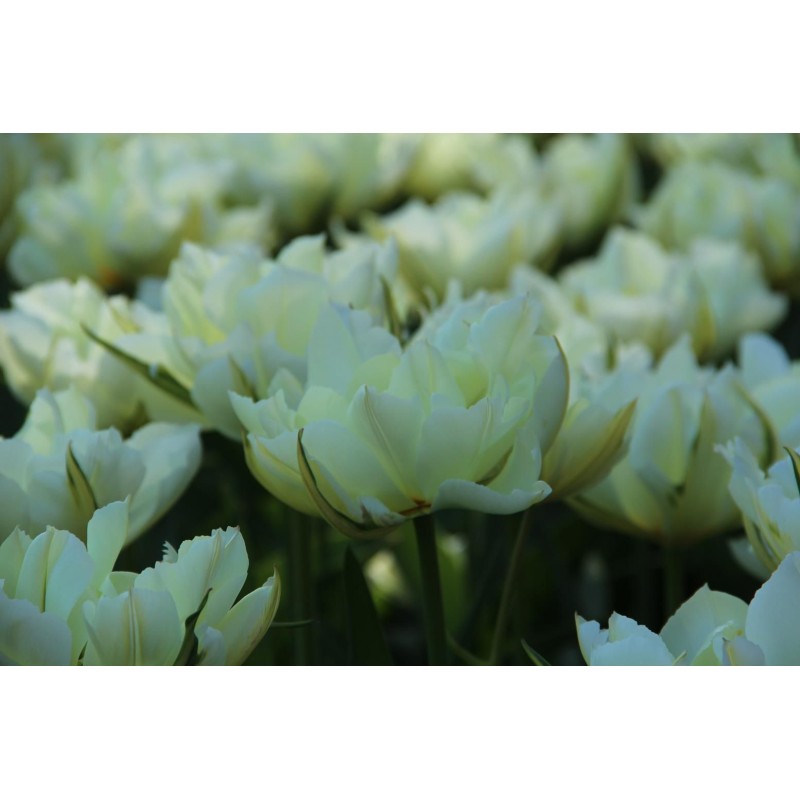 Tulipa 'Exotic Emperor'