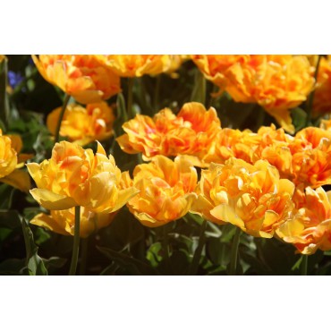 Tulipa 'Jan Steen'