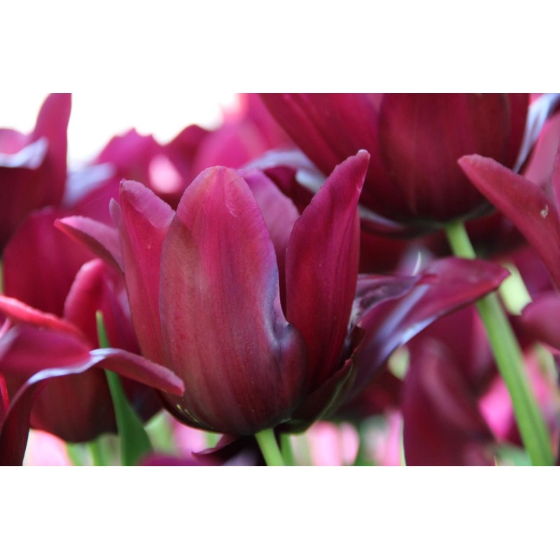 Tulipa 'Merlot'