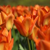 Tulipa 'Orange Emperor'