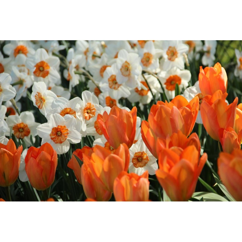 Tulipa 'Orange Emperor'