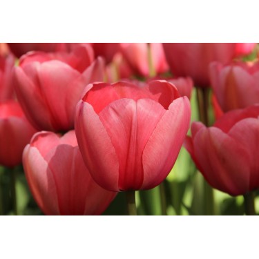 Tulipa 'Pink Impression'