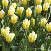 Tulipa 'Sweetheart'