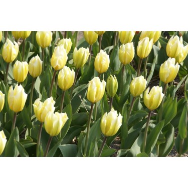 Tulipa 'Sweetheart'