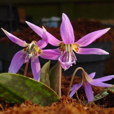 Erythronium dens-canis 'Frans Hals'