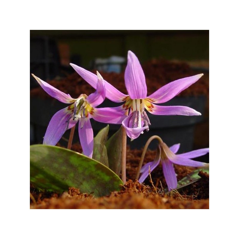Erythronium dens-canis 'Frans Hals'