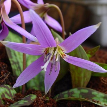 Erythronium dens-canis 'Frans Hals'