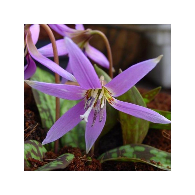 Erythronium dens-canis 'Frans Hals'