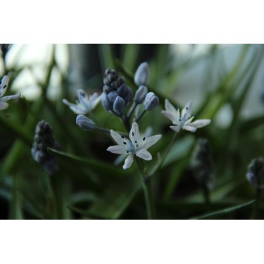 Hyacinthoides mauritianica