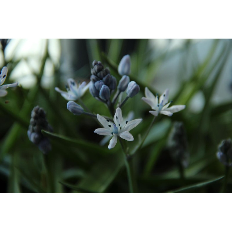 Hyacinthoides mauritianica
