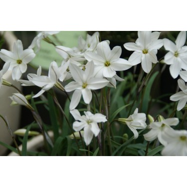 Ipheion uniflorum 'Alberto Castillo'