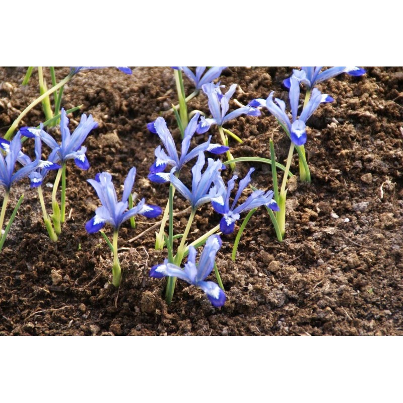 Iris reticulata 'Clairette'