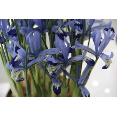 Iris reticulata 'Clairette'