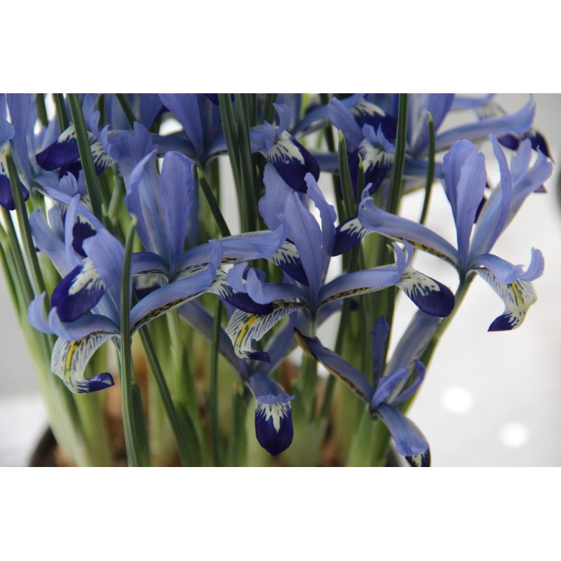 Iris reticulata 'Clairette'