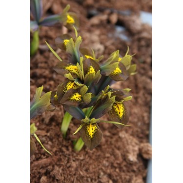 Iris sophenensis x danfordiae 'Down to Earth'