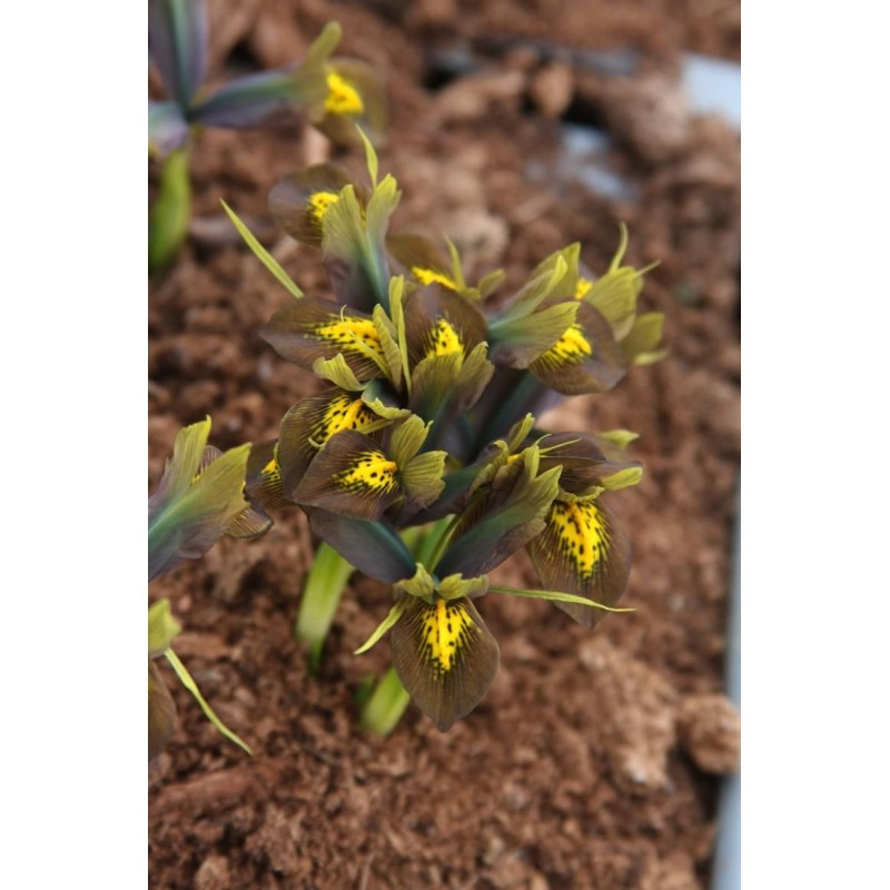 Iris sophenensis x danfordiae 'Down to Earth'