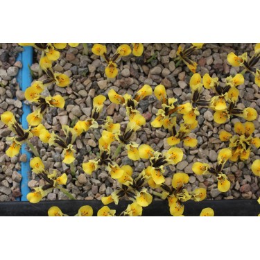 Iris sophenensis x danfordiae 'Orange Glow'