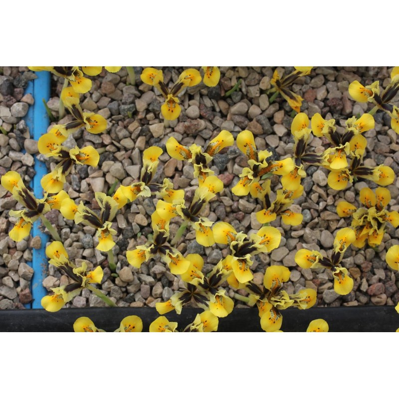 Iris sophenensis x danfordiae 'Orange Glow'