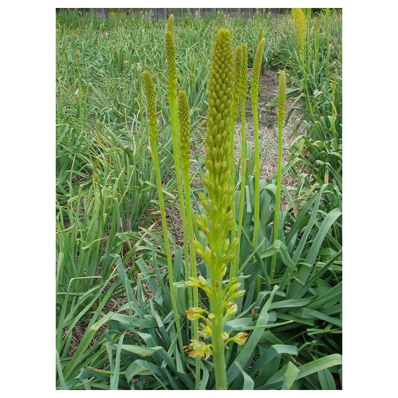 Eremurus fuscus