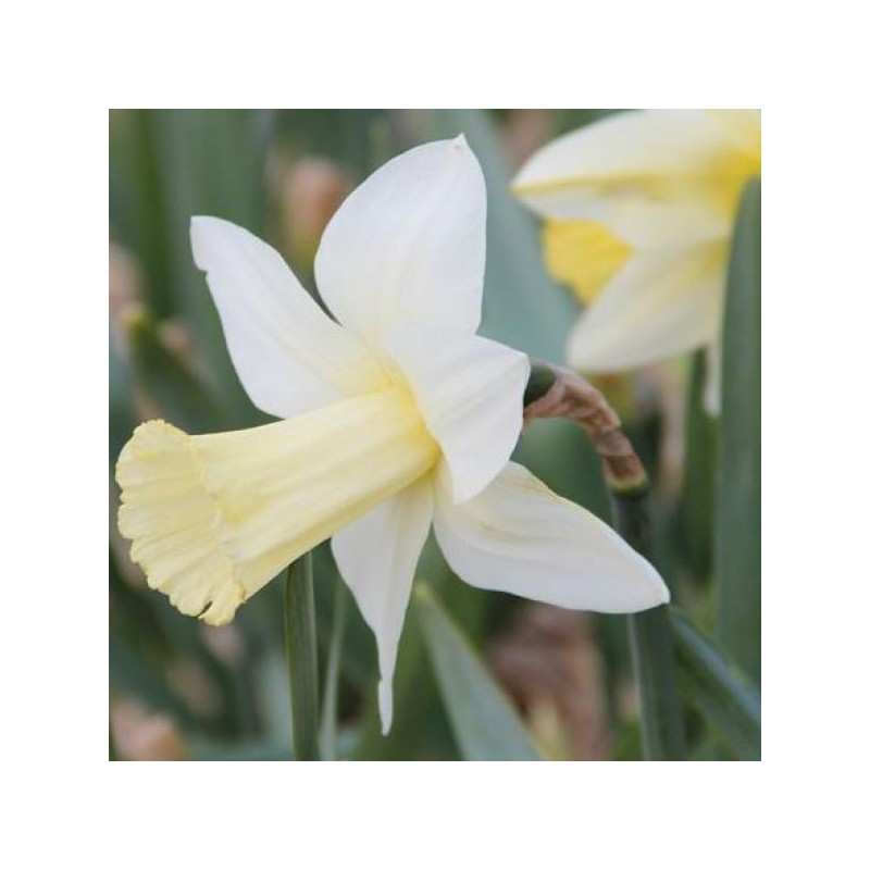 Narcissus 'Beersheba'