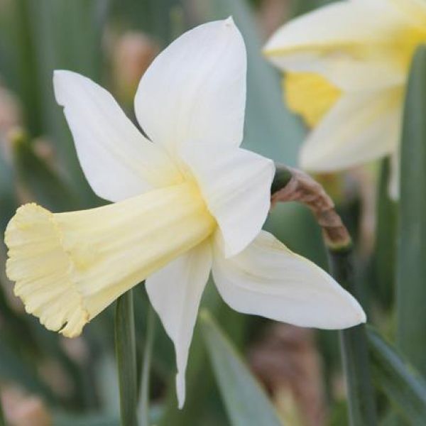 Narcissus 'Beersheba'