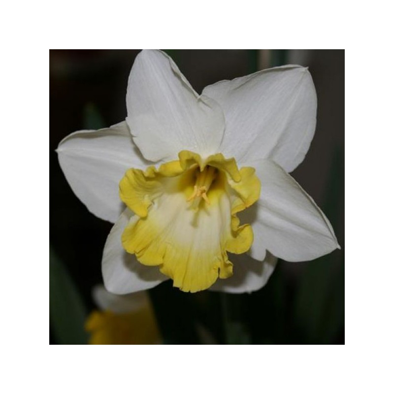 Narcissus 'Sweet Harmony'