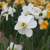 Narcissus 'Green Chartreuse'