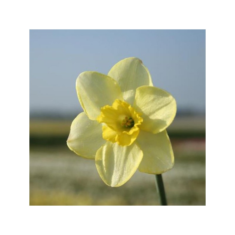 Narcissus 'Young Oliver'