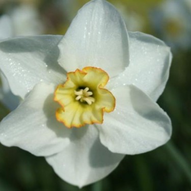 Narcissus 'Park Springs'