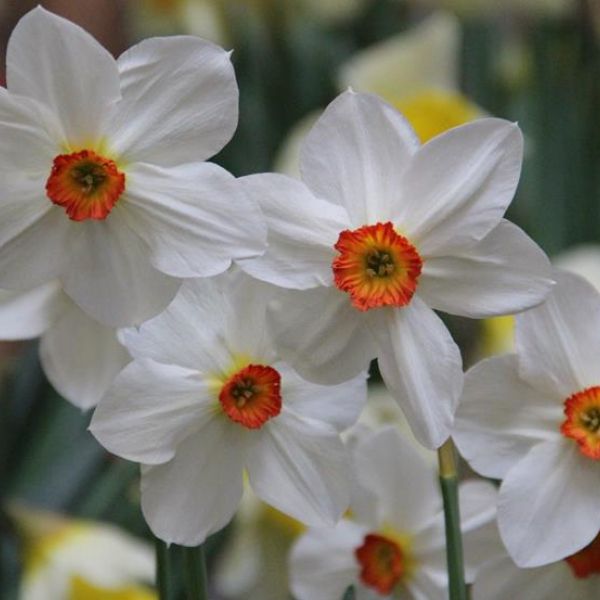 Narcissus 'Fire Tail'