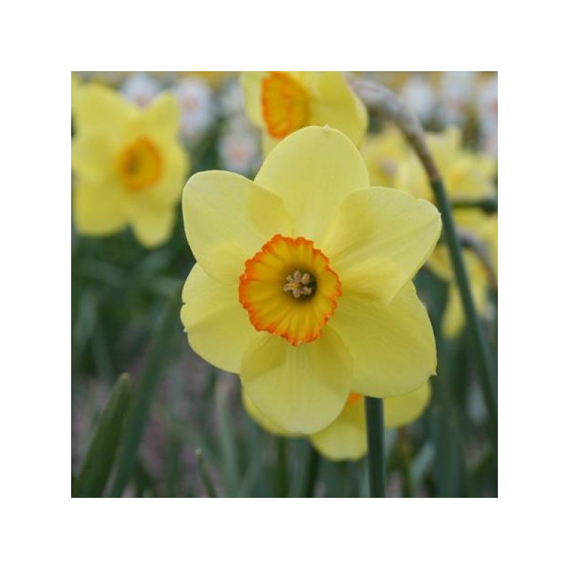 Narcissus 'Badbury Ring'
