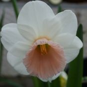 Narcissus 'Ita'