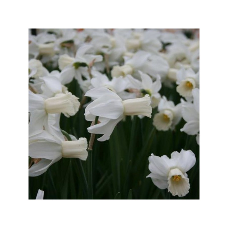 Narcissus 'Emcys'