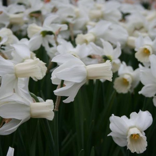 Narcissus 'Emcys'