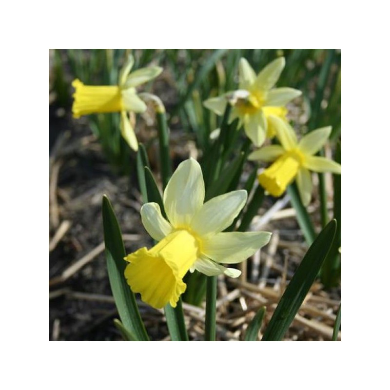 Narcissus 'February Silver'