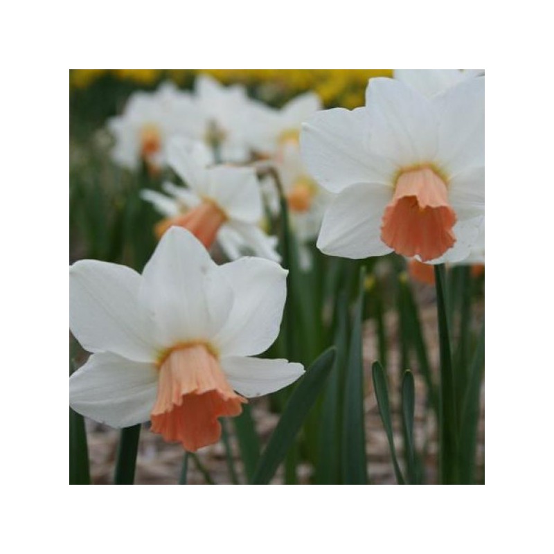 Narcissus 'Cha Cha'
