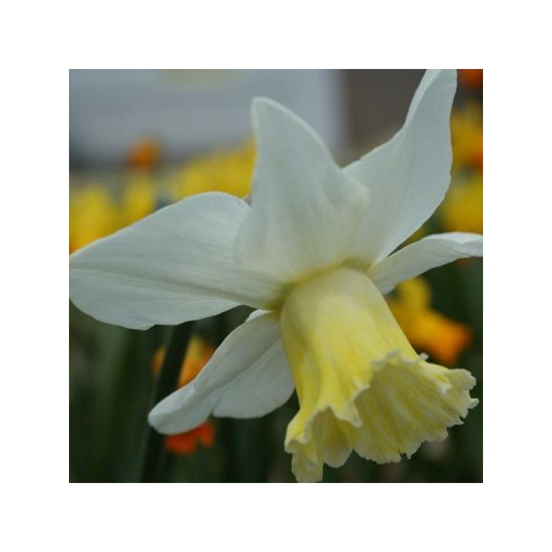 Narcissus 'Winged Victory'